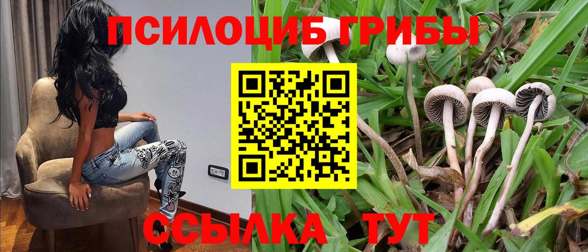 Псилоцибиновые грибы Psilocybe Хабаровск